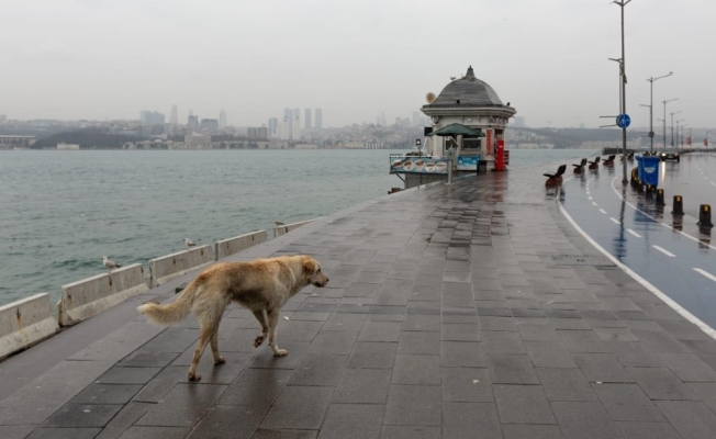 İstanbul Valisi Yerlikaya’dan sokak hayvanlarıyla ilgili paylaşım