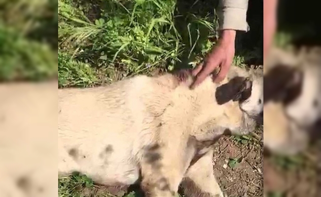 Köpeğini vurdu, hayvanseverler kurtardı