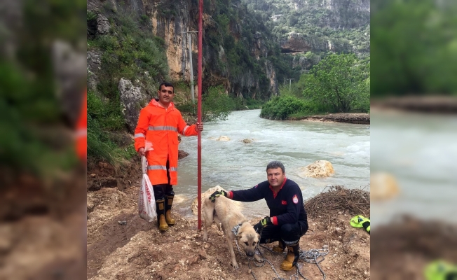 Mahsur kalan köpek ve 6 yavrusunu itfaiye ekipleri kurtardı