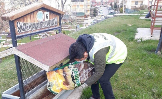 Nevşehir Belediyesinden sokak hayvanlarına mama ve su desteği