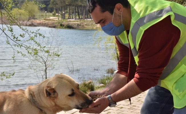 Sokak hayvanları için mama çağrısı meyvesini vermeye başladı