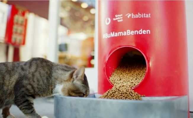 Türkiye Vodafone Vakfı’ndan ’Salgında sokak hayvanlarını unutma’ çağrısı