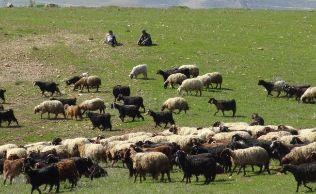 Yağışlar Gercüşlü çiftçilerin yüzünü güldürdü