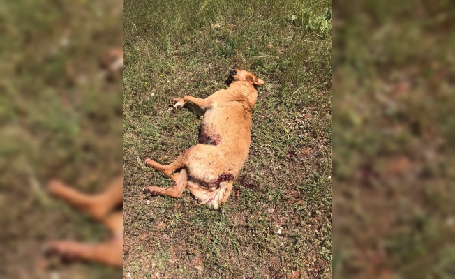 7 yavrusu bulunan köpek tüfekle vurularak öldürüldü