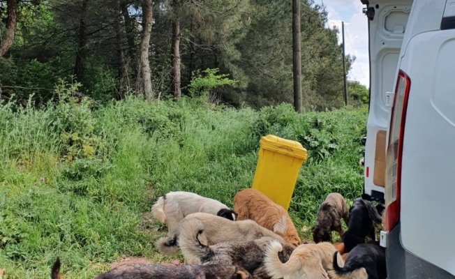 Adapazarı Belediyesi ekipleri sokak hayvanlarını unutmuyor