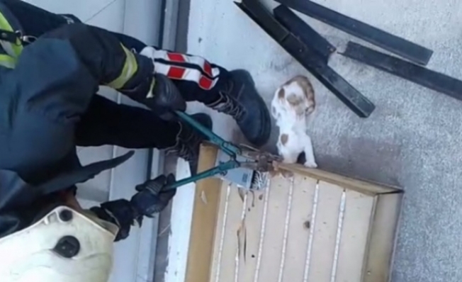 Alanya’da itfaiye yavru sıkışan kediyi kurtardı