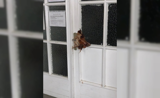 Almanya’da cami kapısına domuz kafası asıldı