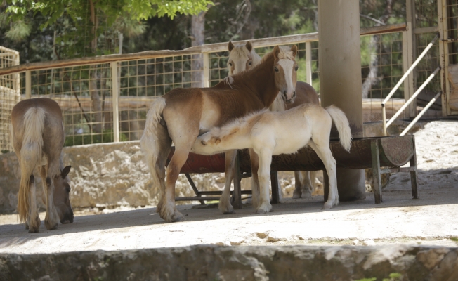 Antalya Hayvanat Bahçesi'nde 100’ün üzerinde doğum gerçekleşti