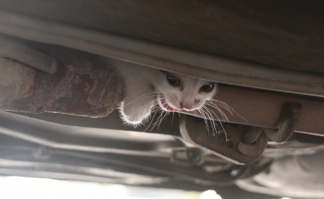 Aracın altına sıkışan kediyi itfaiye kurtardı