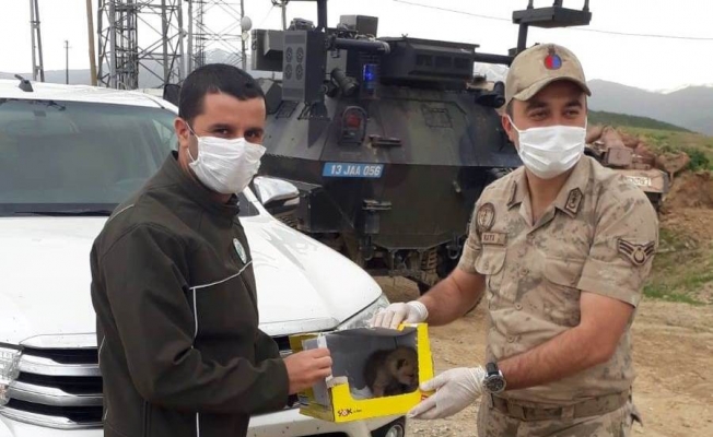 Arazide bitkin bir halde bulunan yavru Kurt, tedavi altına alındı