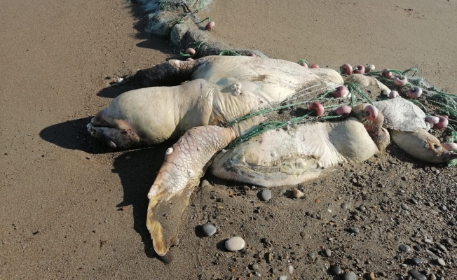  Balıkçı ağına takılıp ölen caretta caretta kıyıya vurdu