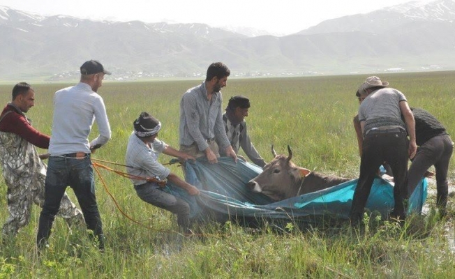 Başkan Sayan ineği bataklığa saplanan vatandaşa inek gönderme talebinde bulundu