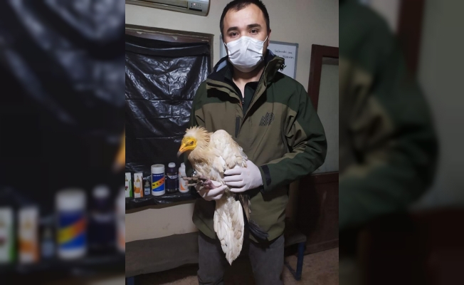 Eskişehir’de uydu vericisi takılı küçük akbaba bulundu