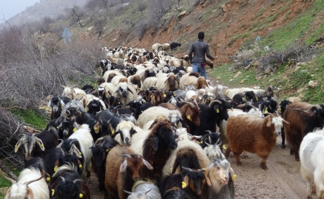 Gercüş’te kurtlar keçi sürüsüne saldırdı
