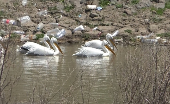 Kars’ta pelikanların avlanması kameralara yansıdı