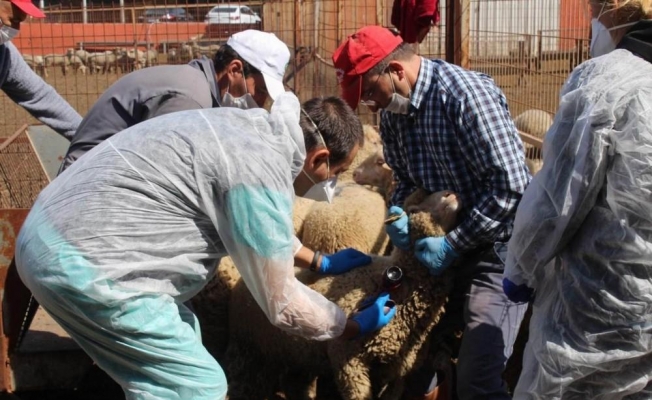 Koyun ve keçilere PPR ve Brucella aşısı yapılmaya başlandı