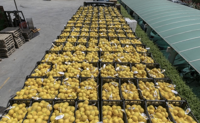 Mersin’den İstanbul ve Ankara’ya son limon sevkiyatı da yapıldı