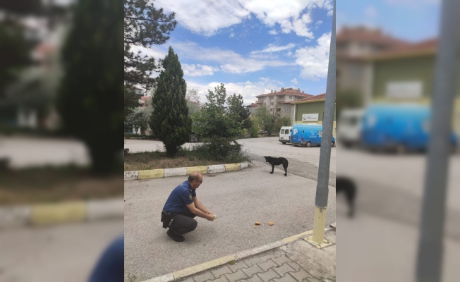 Polisler sokak hayvanlarını besledi