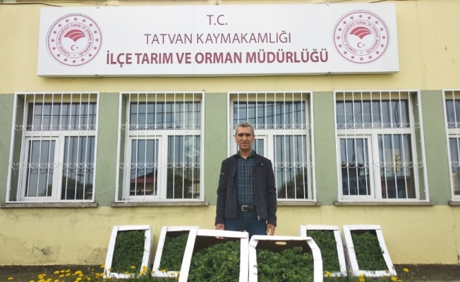 Tatvan’da bin adet domates fidelerinin dikimine başlandı