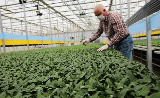 Tokat’ta, korona virüs sebze fidesi üretimine engel olmadı