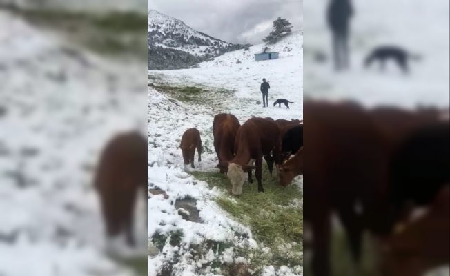 Yaylaya aniden kar yağınca hayvanlarını böyle beslediler