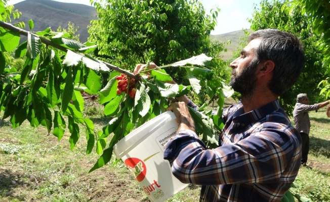 72 yaşındaki Saliha Nine devlet desteğiyle kiraz bahçesi kurdu