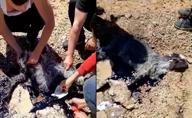 Alanya’da zifte yapışarak ecel terleri döken yavru keçi kurtarıldı