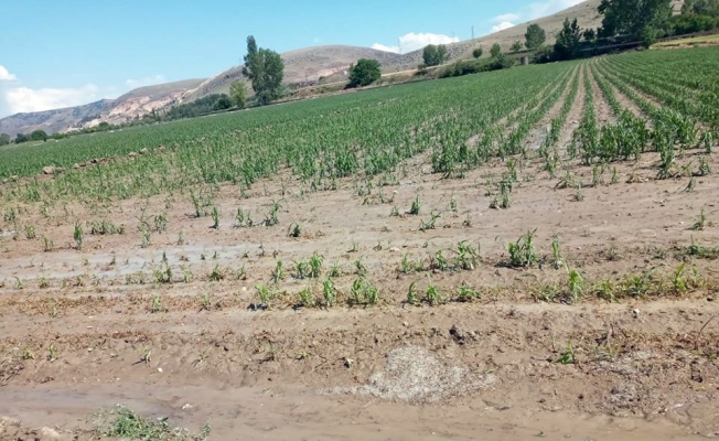 Amasya’da etkili olan dolu tarım arazilerini vurdu