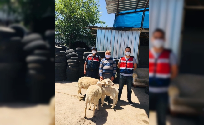 Kiralık araçla koyun çalan hırsızlar yakalandı