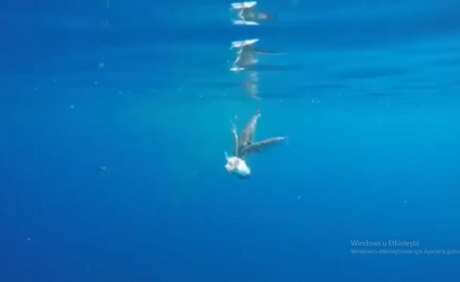  Balon balıkları oltaya takılan balon balığına acımadı