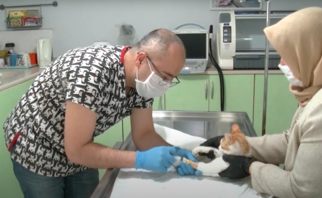 Bursa’da sokak kedisine kök hücre tedavisi