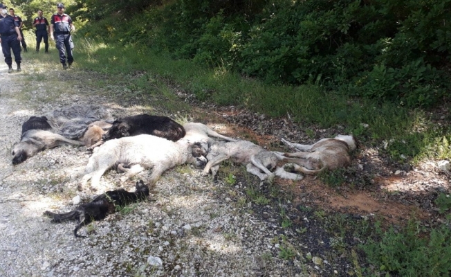 Büyük vicdansızlık! Ormanda 12 köpek ölüsü bulundu