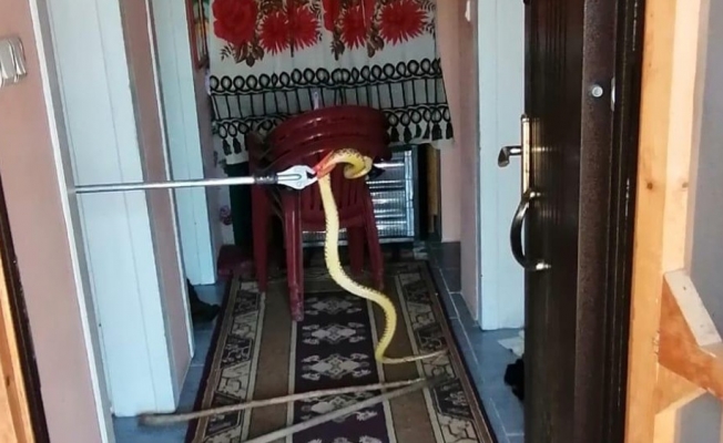 Eve giren 2 metrelik yılan korku dolu anlar yaşattı