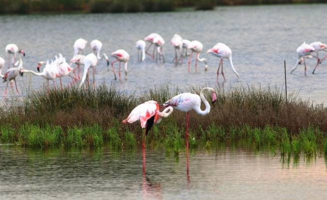 Flamingolar, Hersek Lagününden vazgeçmiyor
