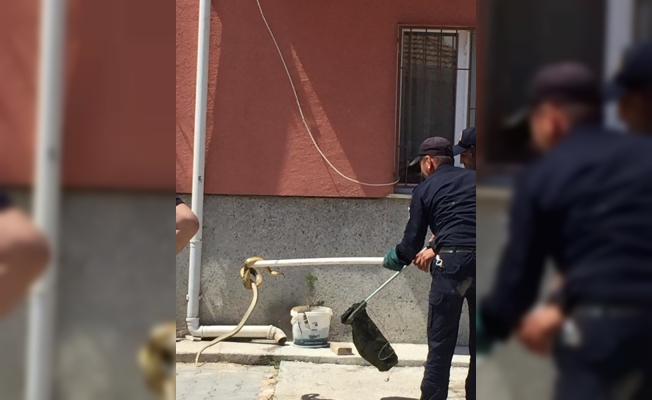 İtfaiyeciler yakaladıkları yılanı doğal ortamına bıraktı
