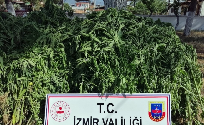 İzmir’de 875 kök kenevir bitkisi ele geçirildi