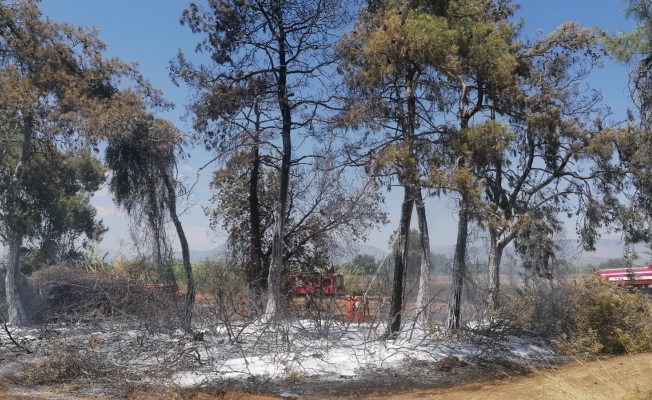 Manavgat'ta orman yangını!