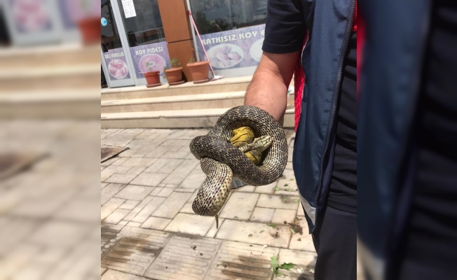 Niksar’da bir işyeri önünde yakalanan yılan doğaya salındı