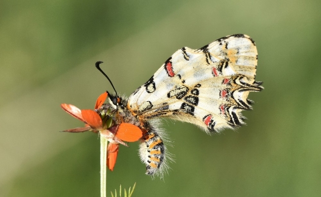 (Özel) Van Gölü Havzası’ndaki kelebek türleri kayıt altına alınıyor