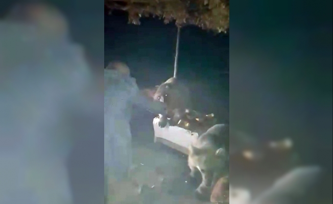 Piknikçilere “ayı” sürprizi