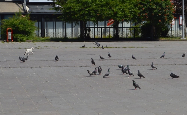 Sokaklar güvercin ve sokak hayvanlarına kaldı