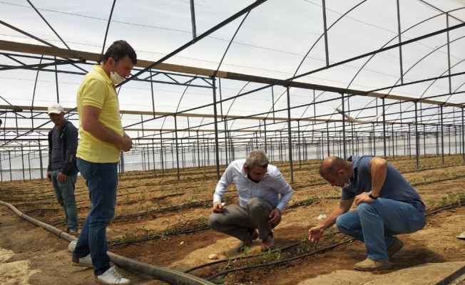 Tatvan’a 2 bin metre karelik kapalı sera