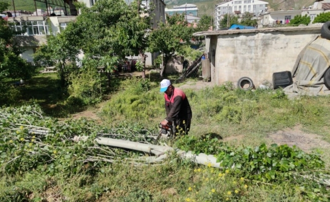 Tatvan’da polen ve pamukçuk üreten kavak ağaçları kesiliyor