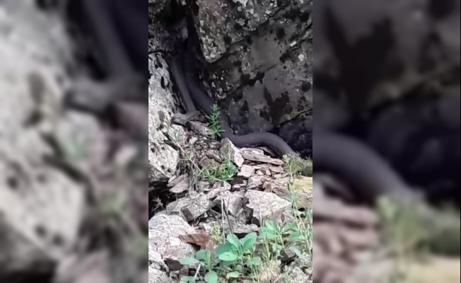 Türkiye’nin zehri en ölümcül ve en büyük yılanı Muş’ta görüldü