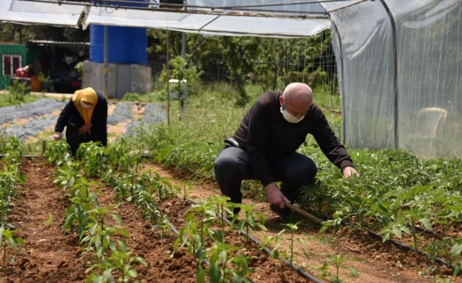 Tuzla’da 65 yaş üstü vatandaşlar bahçede çapa yaptı, ürün topladı