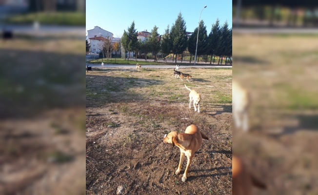 Vatandaş başıboş köpeklerden şikayetçi