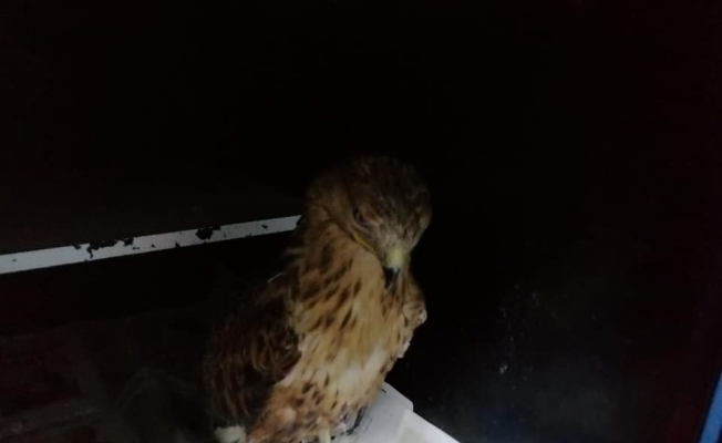 Yaralı tilki yavrusu ve kartalın tedavisi yapıldı