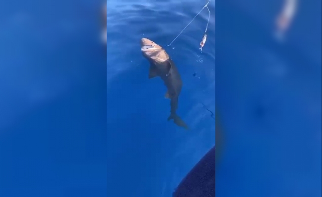 Amatör balıkçıların oltasına takılan köpek balığı ağzındaki kanca çıkartılarak serbest bırakıldı