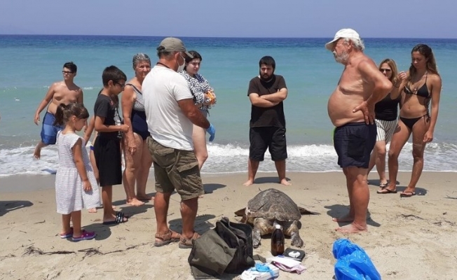 Aydın’da 2 deniz kaplumbağası ölü bulundu