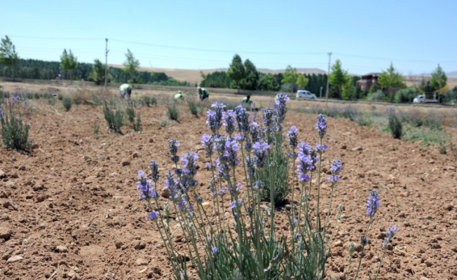 Belediye lavanta tarlasında ilk hasat gerçekleşti